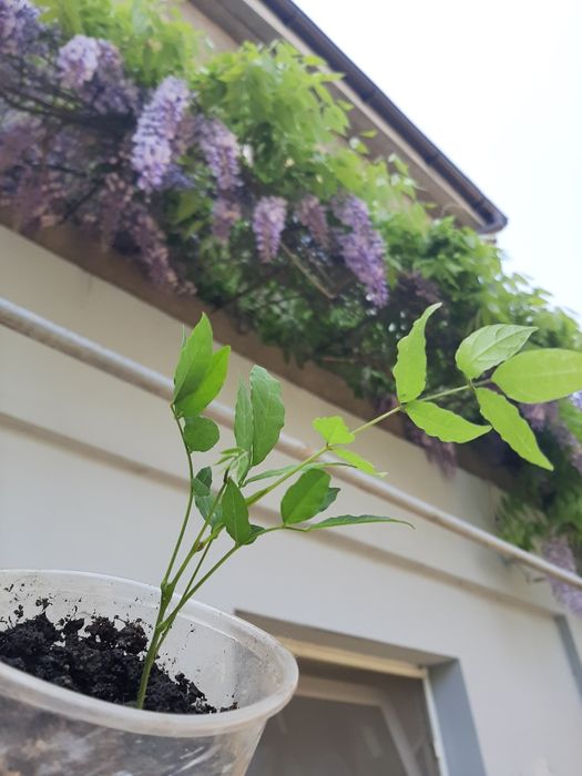 Растения садовые. Глициния. Каприфоль. Брунелла.