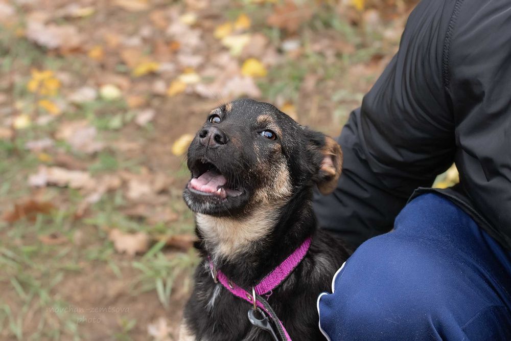 Цуценя хлопчик шукає родину