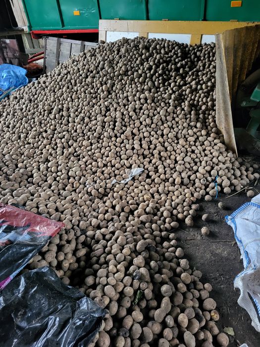 Sprzedam ziemniaki paszowe