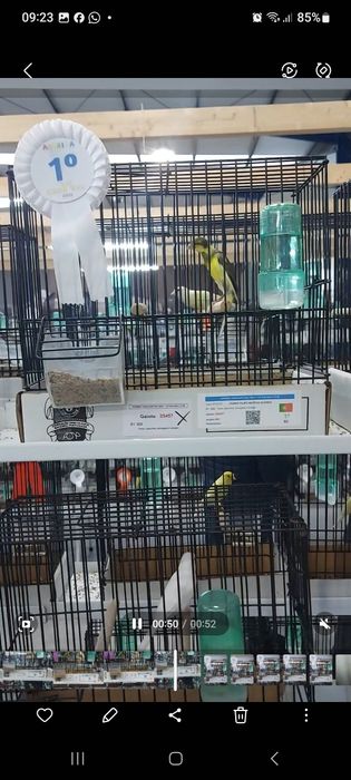 Canarios hoso japones