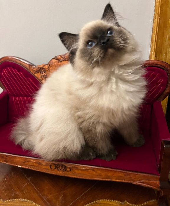 Ragdoll kotka Aisha