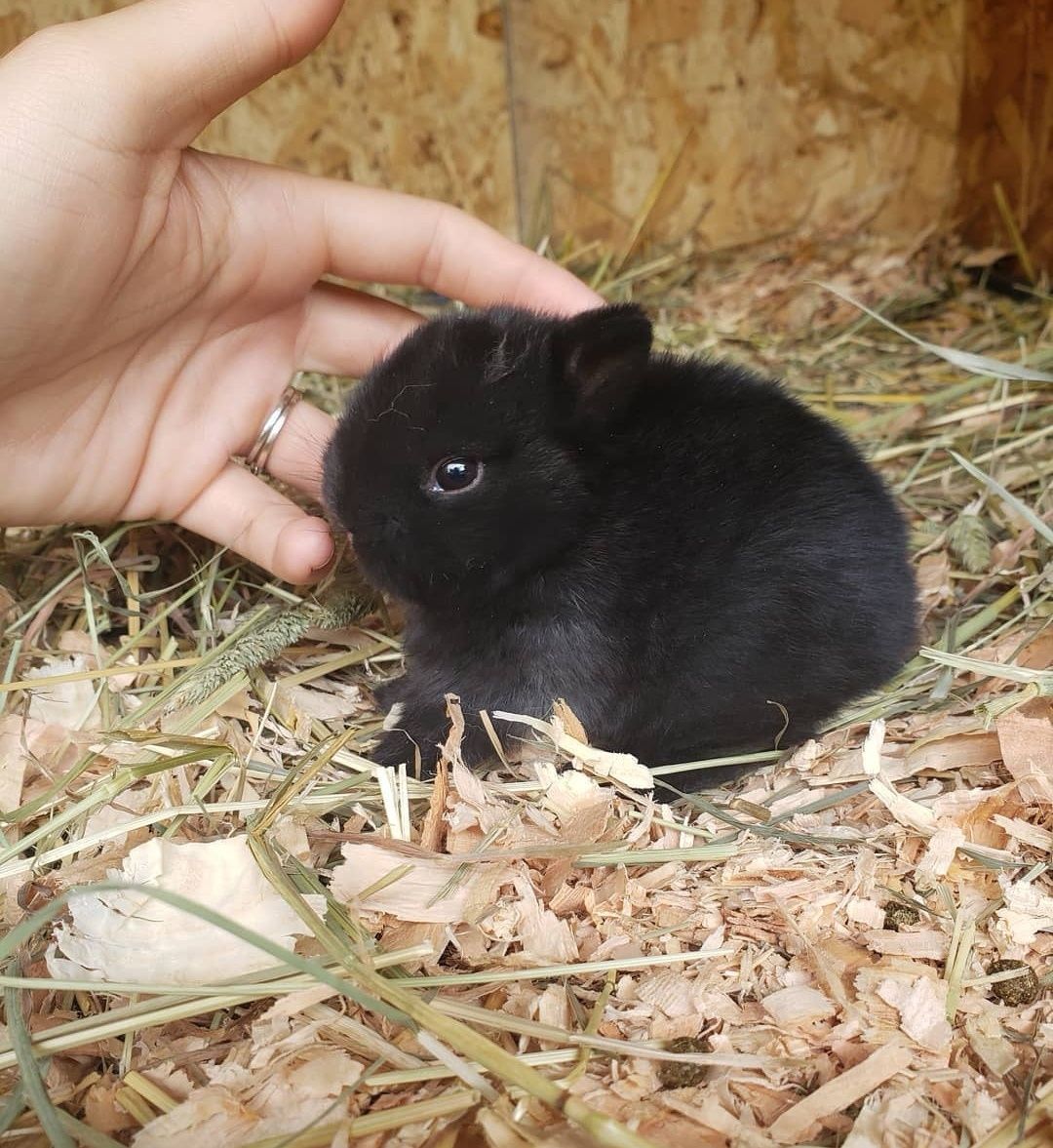 KIT Coelhos anões mini holandês e minitoy super meigos