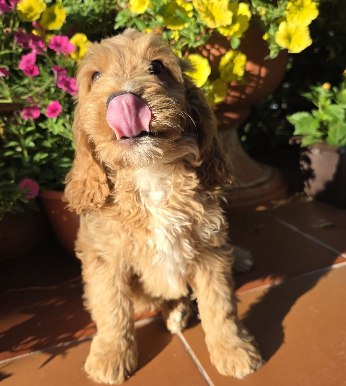 Cockapoo chlopiec cocker spaniel i pudel