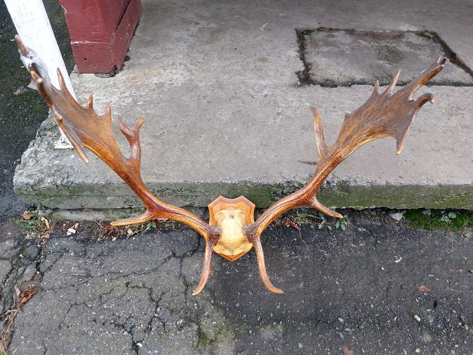 Великі роги лані