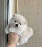 Spitz Lulu da Pomeranea menina