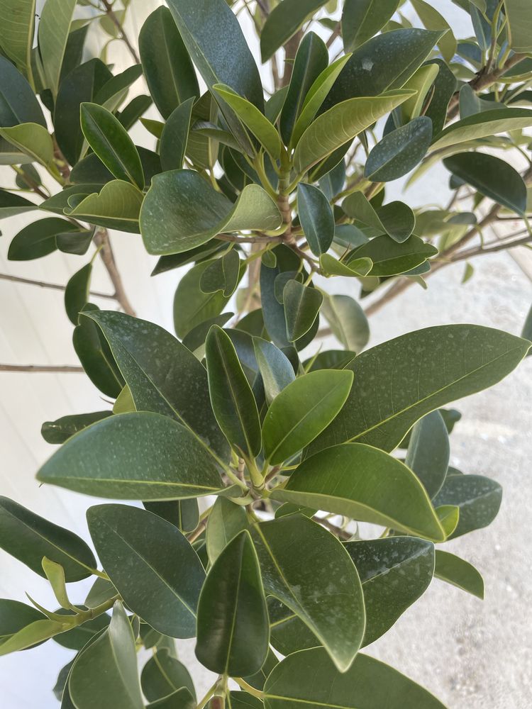Jaqueira em vaso – árvore frutífera exótica