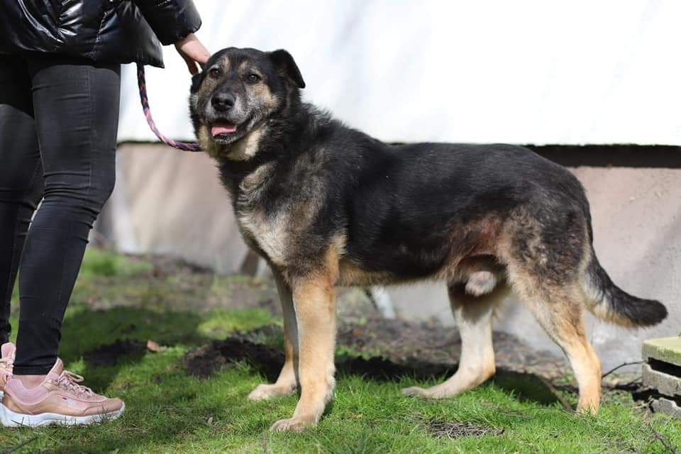 Ozzy przeszedł tak wiele, teraz brakuje mu tylko domu