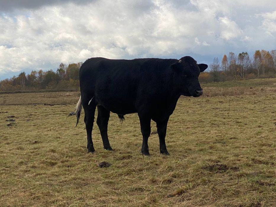 Продам бика , деталі за телефоном