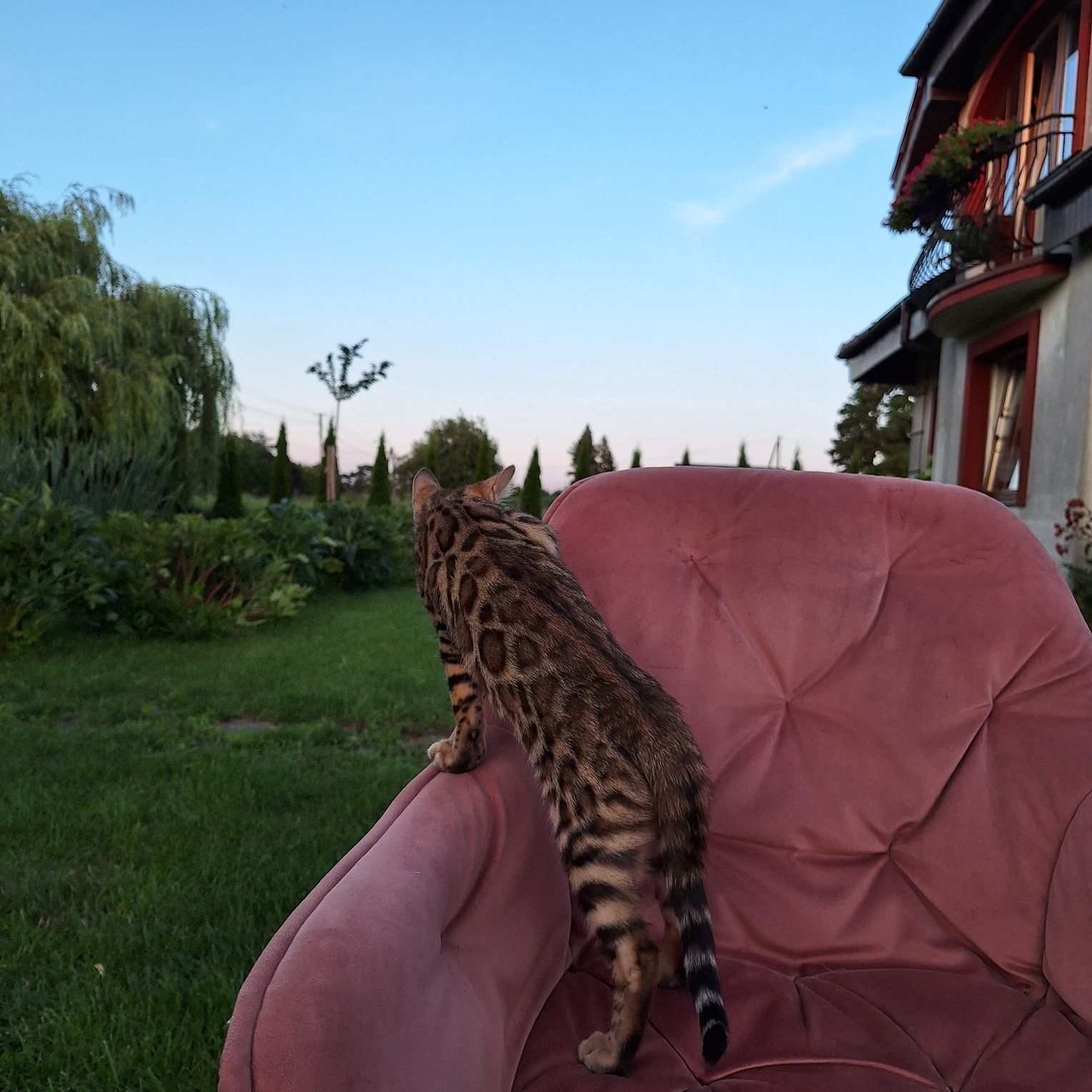 Kotka  bengalska, piękność!