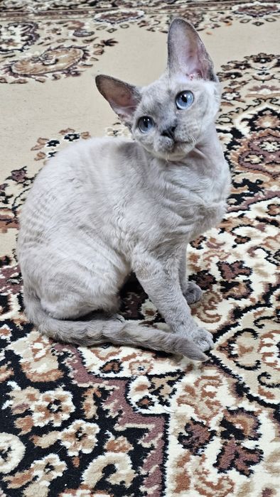 Кішка Девон Рекс в надійні руки