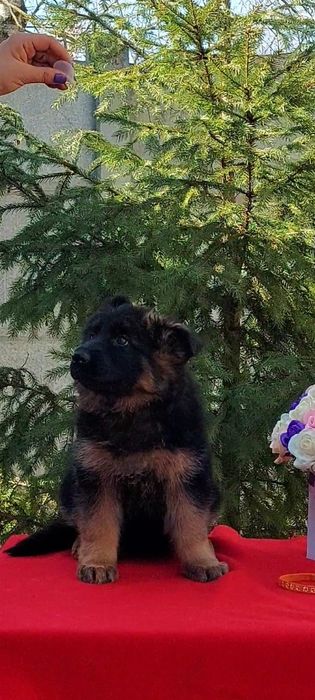 Цуценята нім.вівчарки