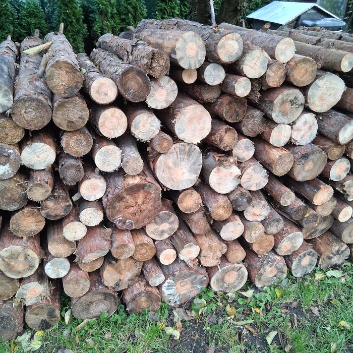 Drzewo Sosna opałowe