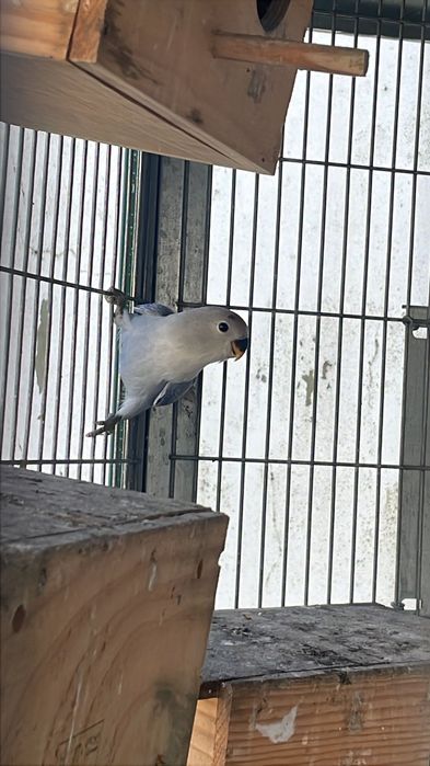 Agapornis roseicollis novos