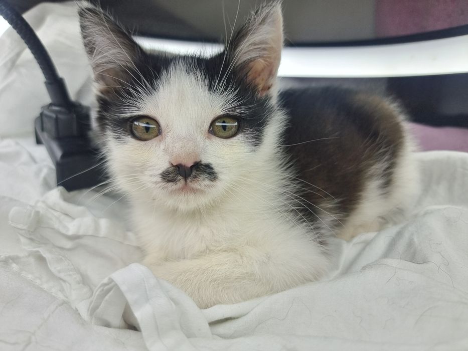 Чотири маленькі промінчики щастя шукають дім