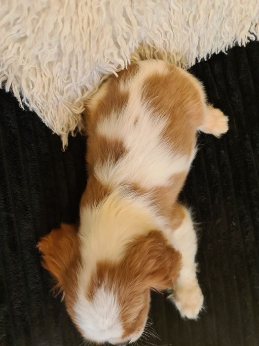 Cavalier King Charles z rodowodem czteropokoleniowym