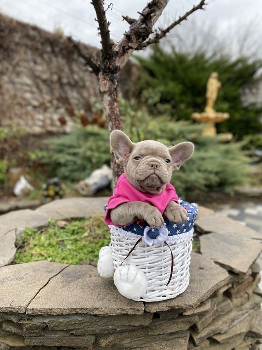 Шикарная девочка в окрасе изабелла  геная на флаффи