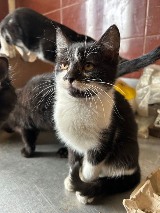 Oddam kotki w dobre ręce