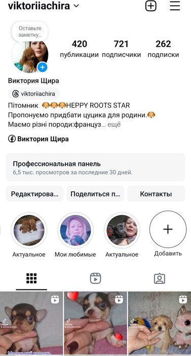 Французький бульдог,  дівчинка