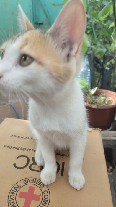 Отдам даром в добрые руки