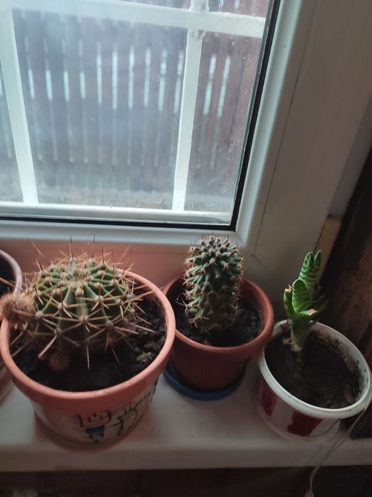Продам різні  кактуси
