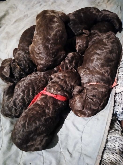 Щенки большого королевского пуделя