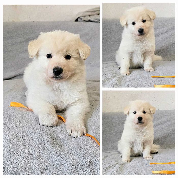 Biały Owczarek Szwajcarski miot listopad 2025 ZKwP/FCI