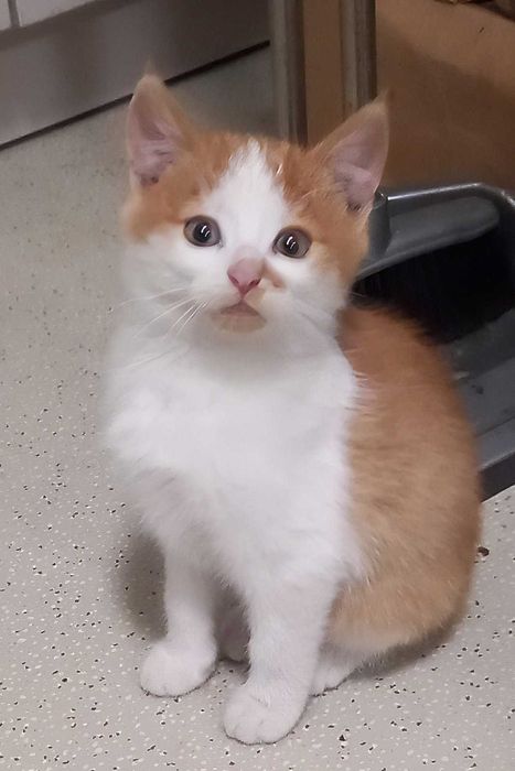 Дві кішечки урасуні