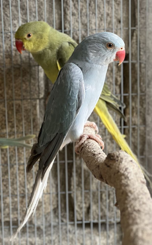 Ring Necks 2025 / Azul Canela CC