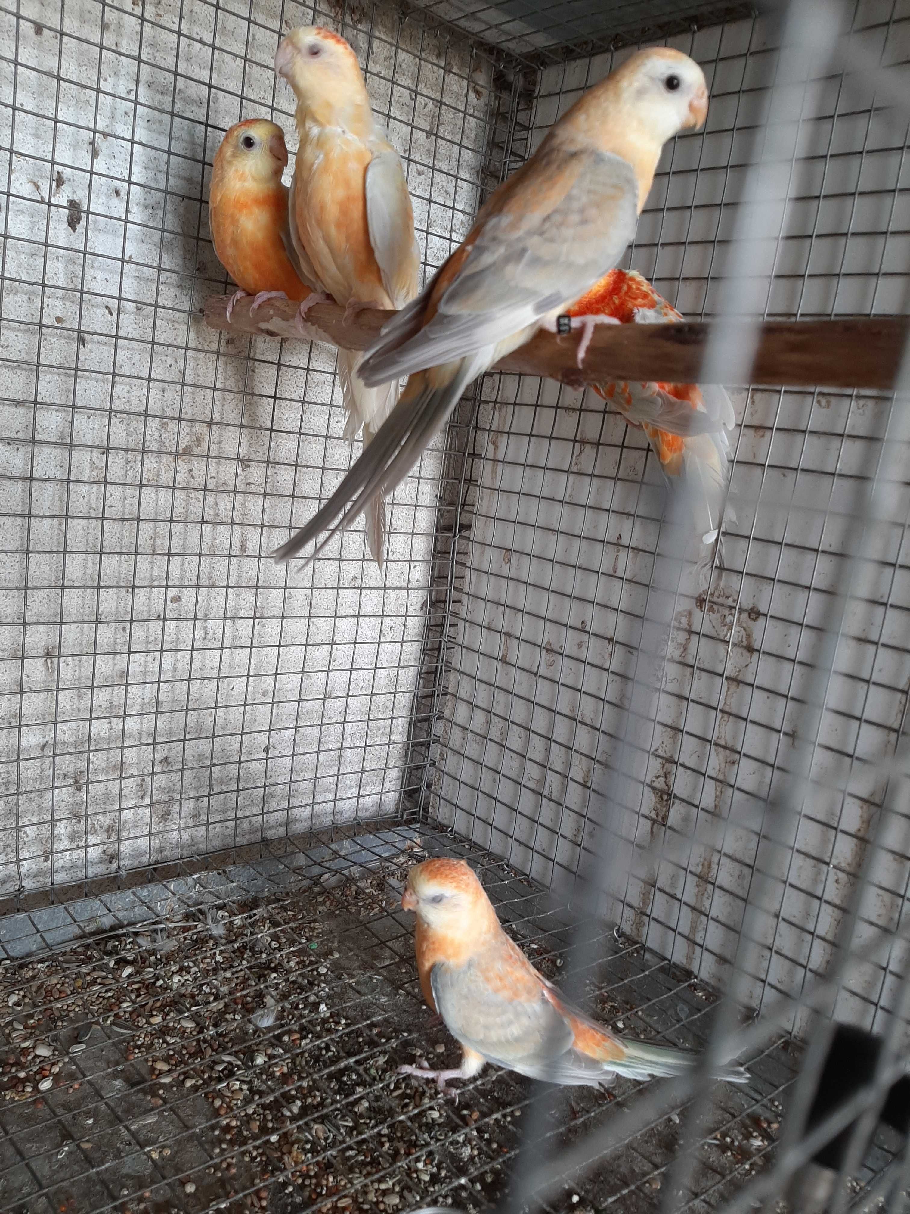 Red rumps deste ano para ceder!!!