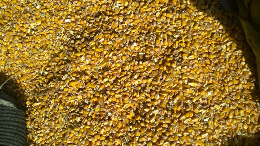 kukurydza  pszenica inne zboże