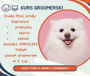 Kurs groomerski/psiego fryzjera Toruń