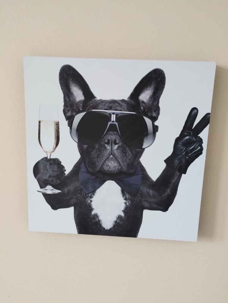 Obraz 30x30 pies Buldog francuski