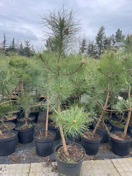 Pinus nigra sosna czarna