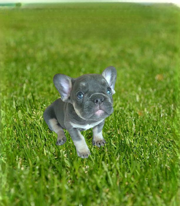 Голубой тан _Голубые  глаза французский бульдог топ