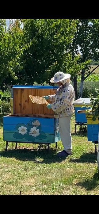 25 блжолосімей, вулики.Продам пасіку. Пасіка. Бджоли, обладнання.