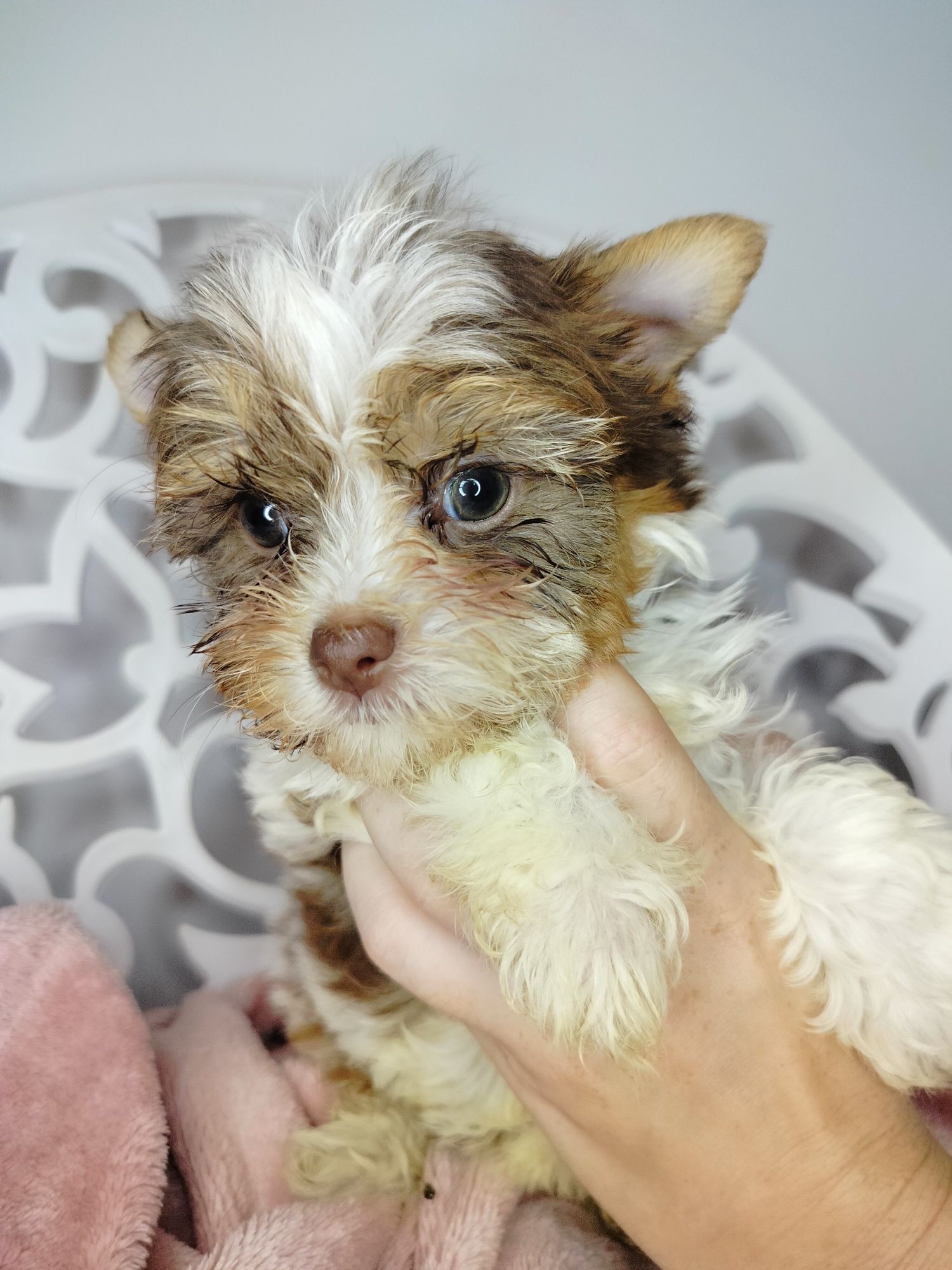 Yorkshire Terrier, White Ocean Pearl, suka