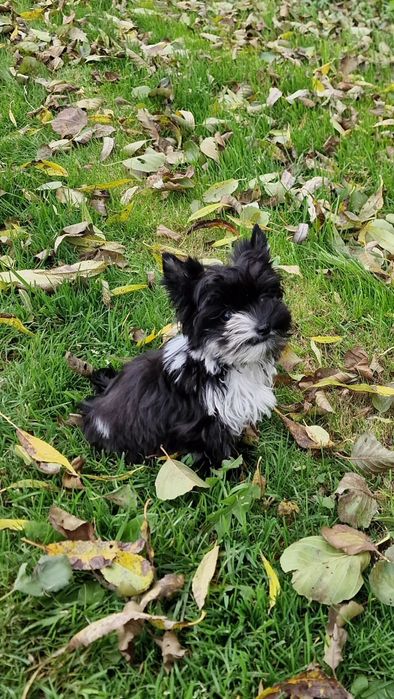 *Micro* chłopczyk IDEALNY Yorkshire Terrier