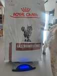 Royal Canin gastro dla kota