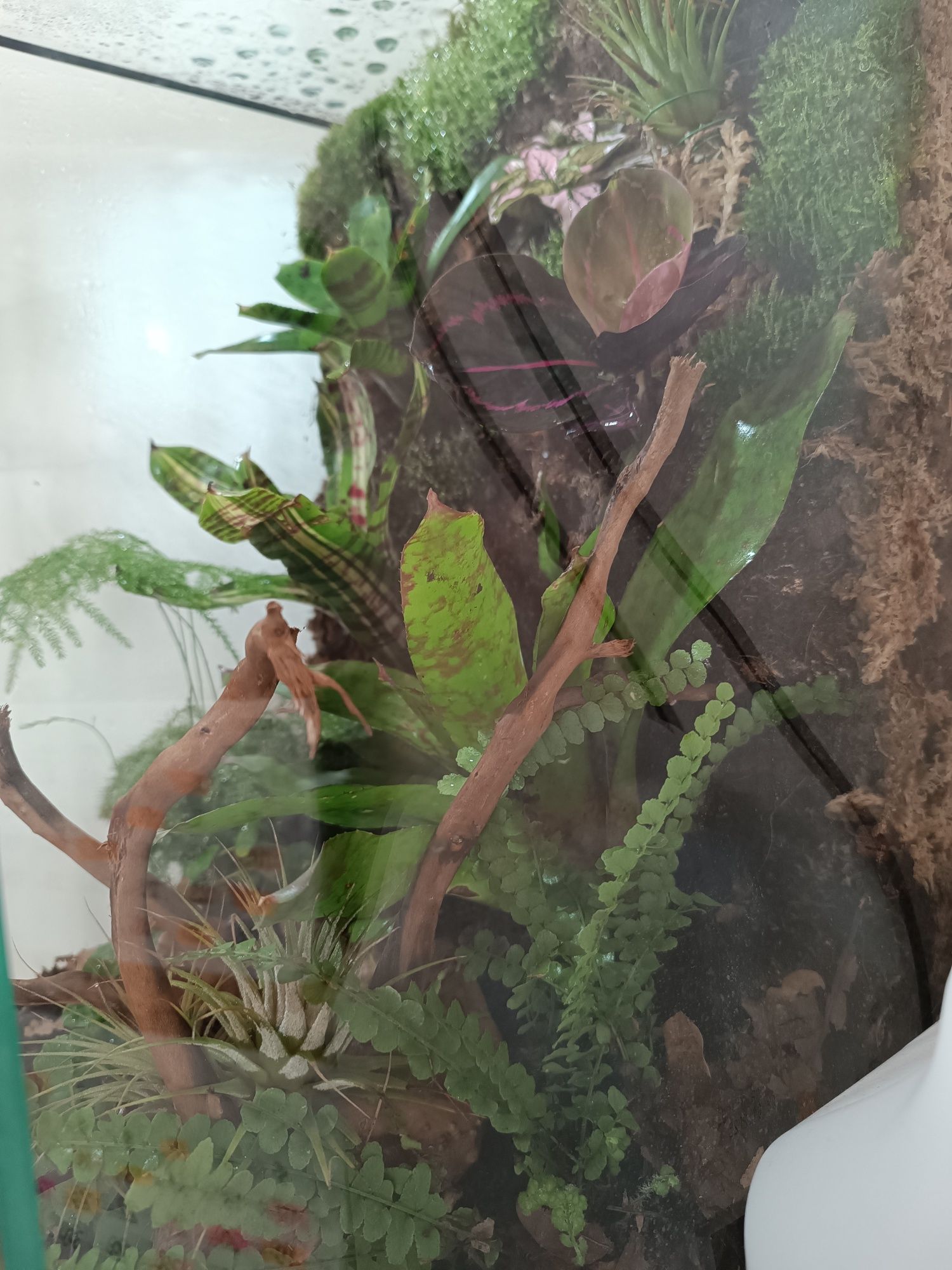 Terrarium tropikalne wiwarium drzewołazy gekon