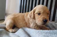 Suczka Golden Retriever