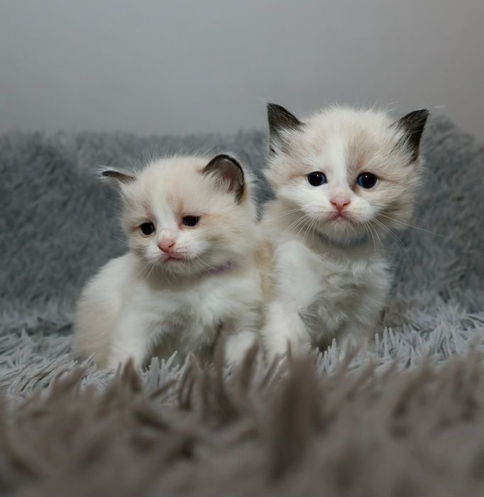 Ragdoll kocurek po przebadanych rodzicach