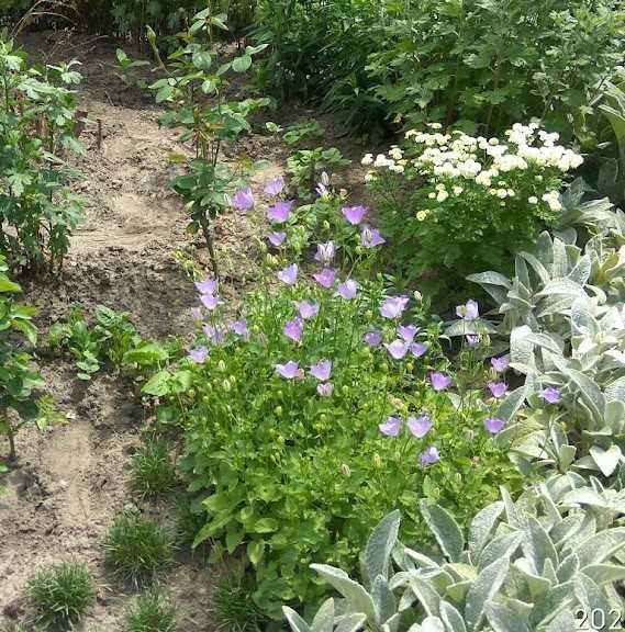 лилейники, колокольчики  карпатский и персиколистный, лаванда