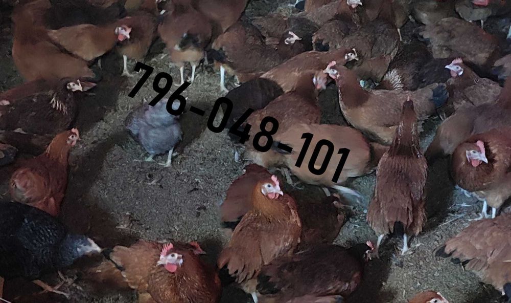 Kury Nioski Kolorowe Rosa Dominant Leghorn Lohman Leghorn