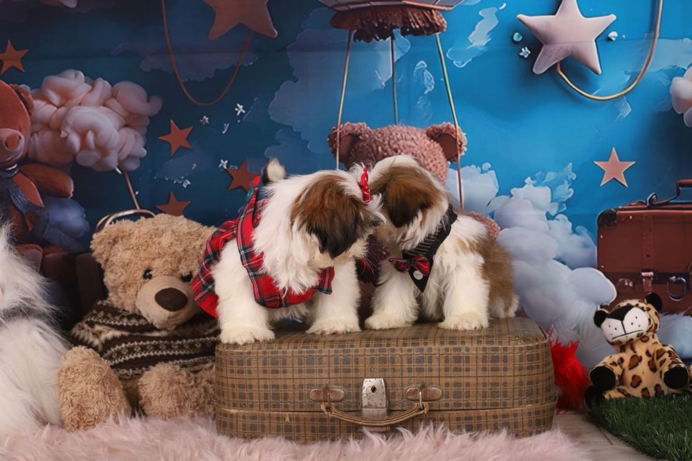 милі цуценята  ши тцу