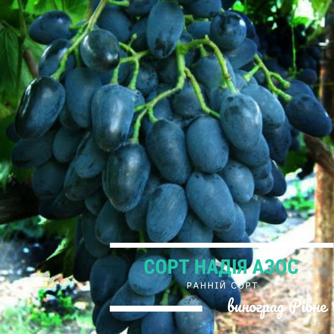 Саджанці винограду Надія Азос