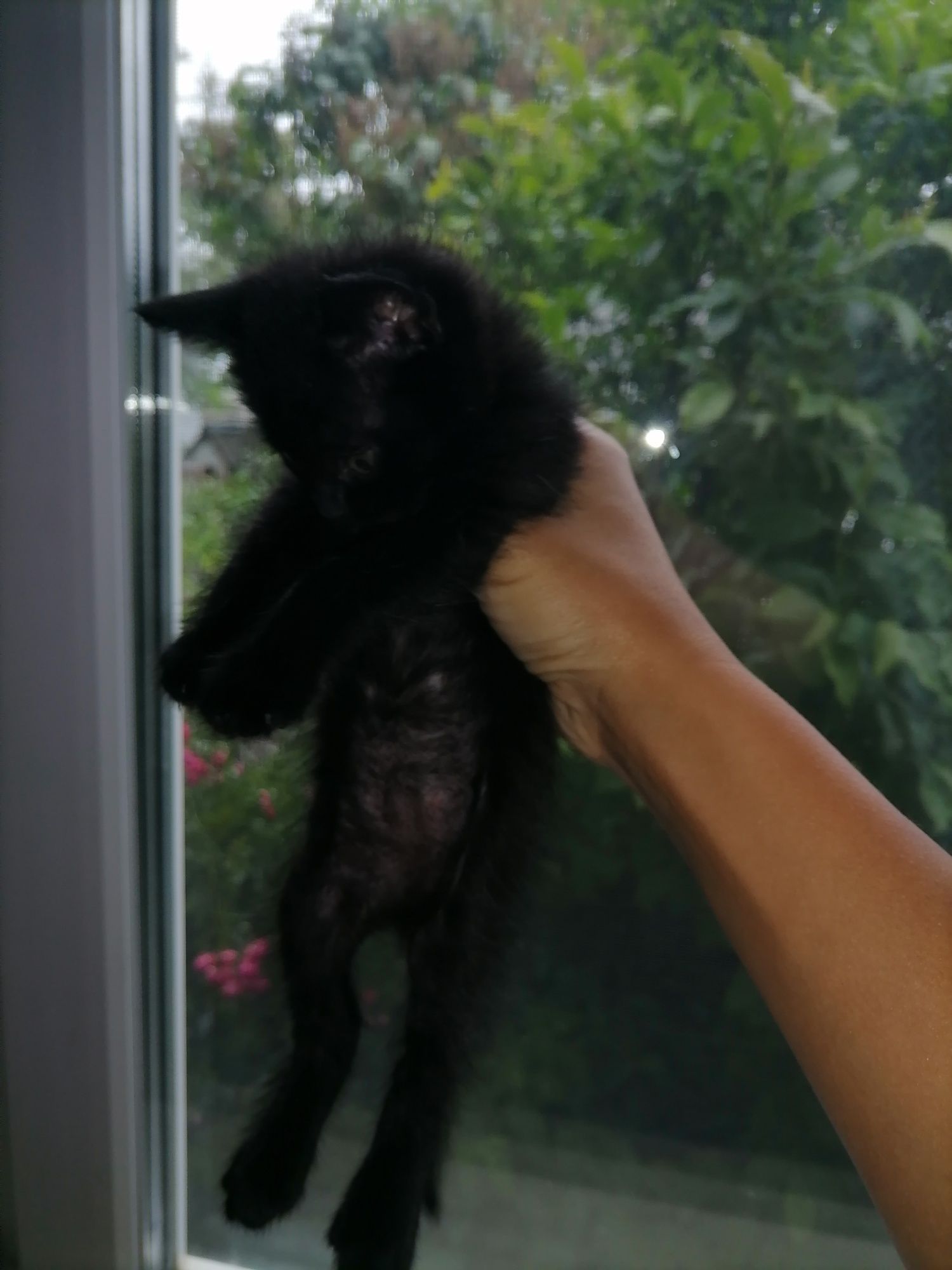 Подарую кошеня. Чорний хлопчик.
