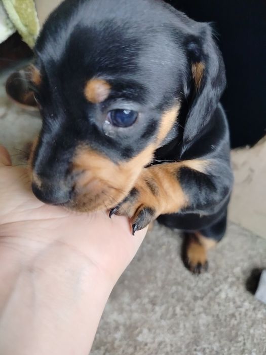 Такса дівчинка породиста