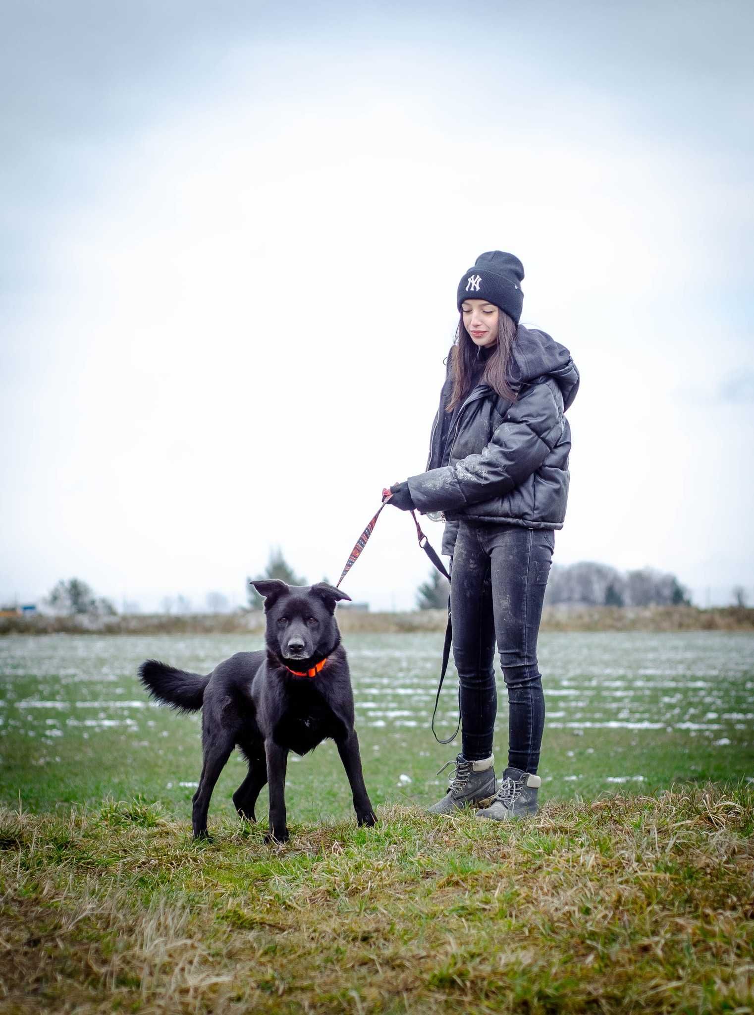 Zeus - boski psiak szuka nowej rodziny ADOPCJA