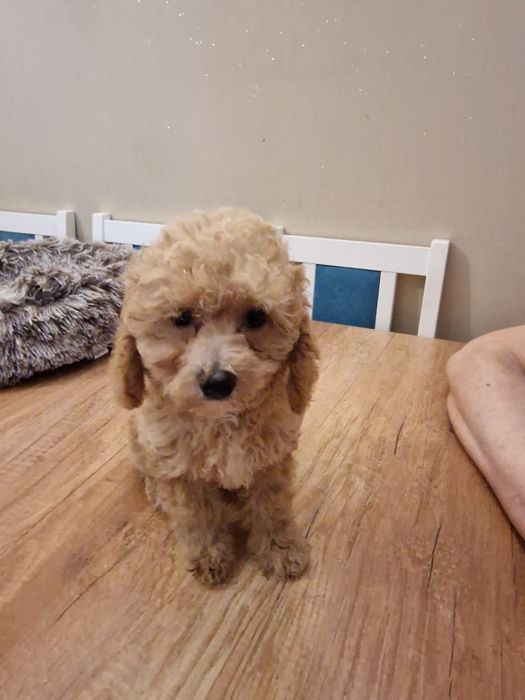 Pudel toy morelowy samiec gotowy do rezerwacji