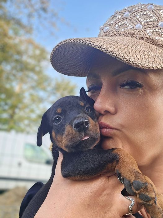 Doberman suczka Morgana